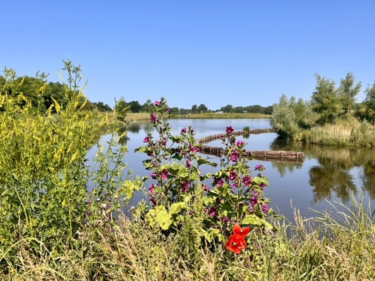Water en riet